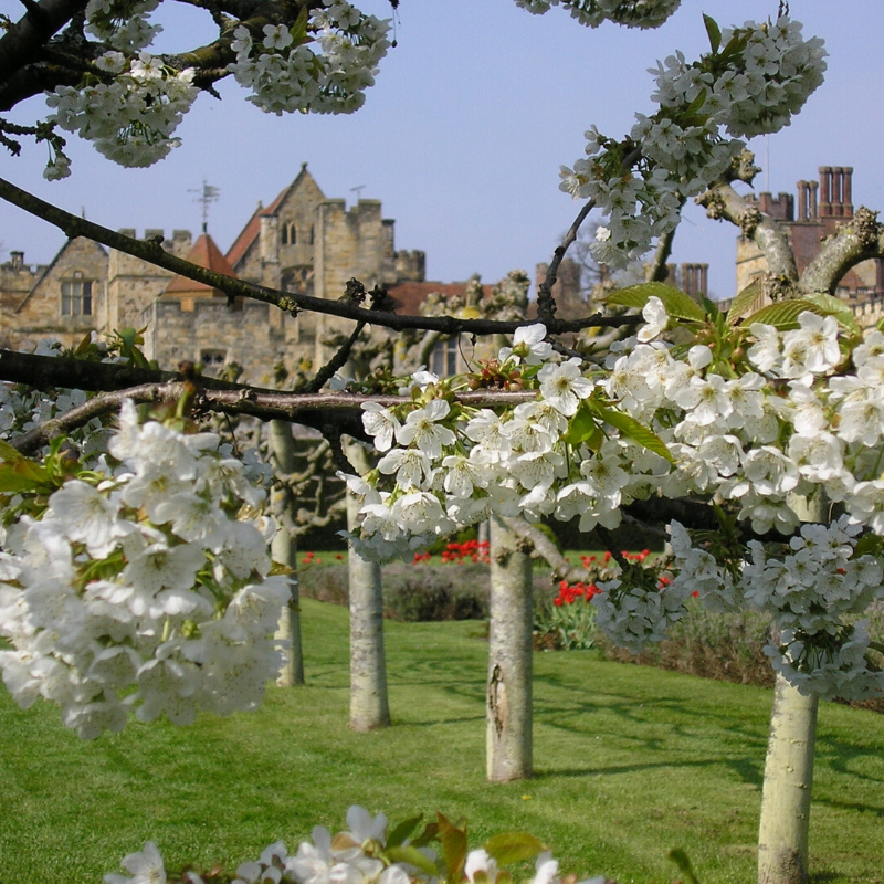 Blossom at Penshurst Place