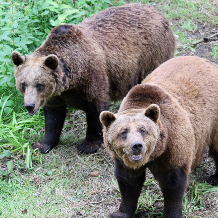 Two brown bears at Wildwood Trust