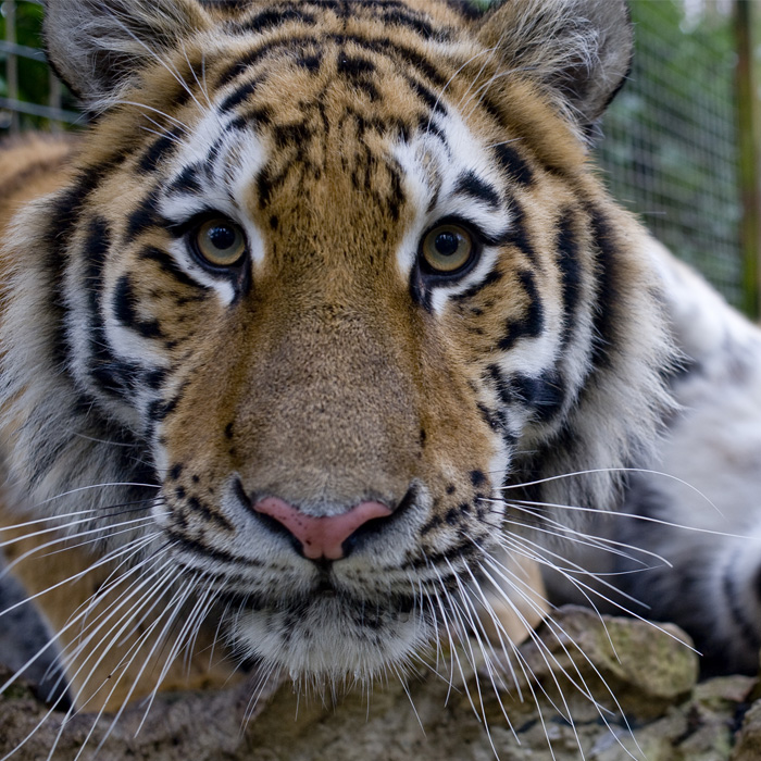 Port Lympne 700X700