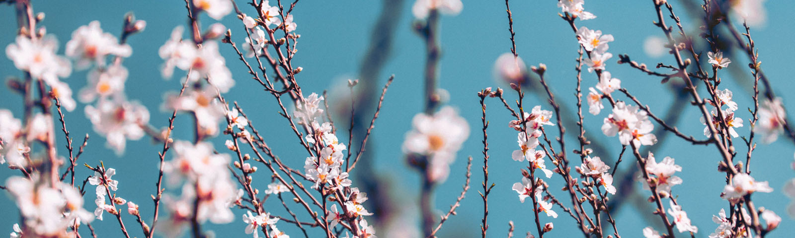 Springtime Banner