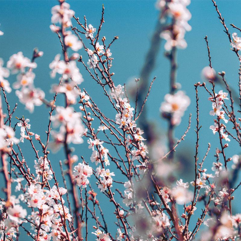 Springtime Summary