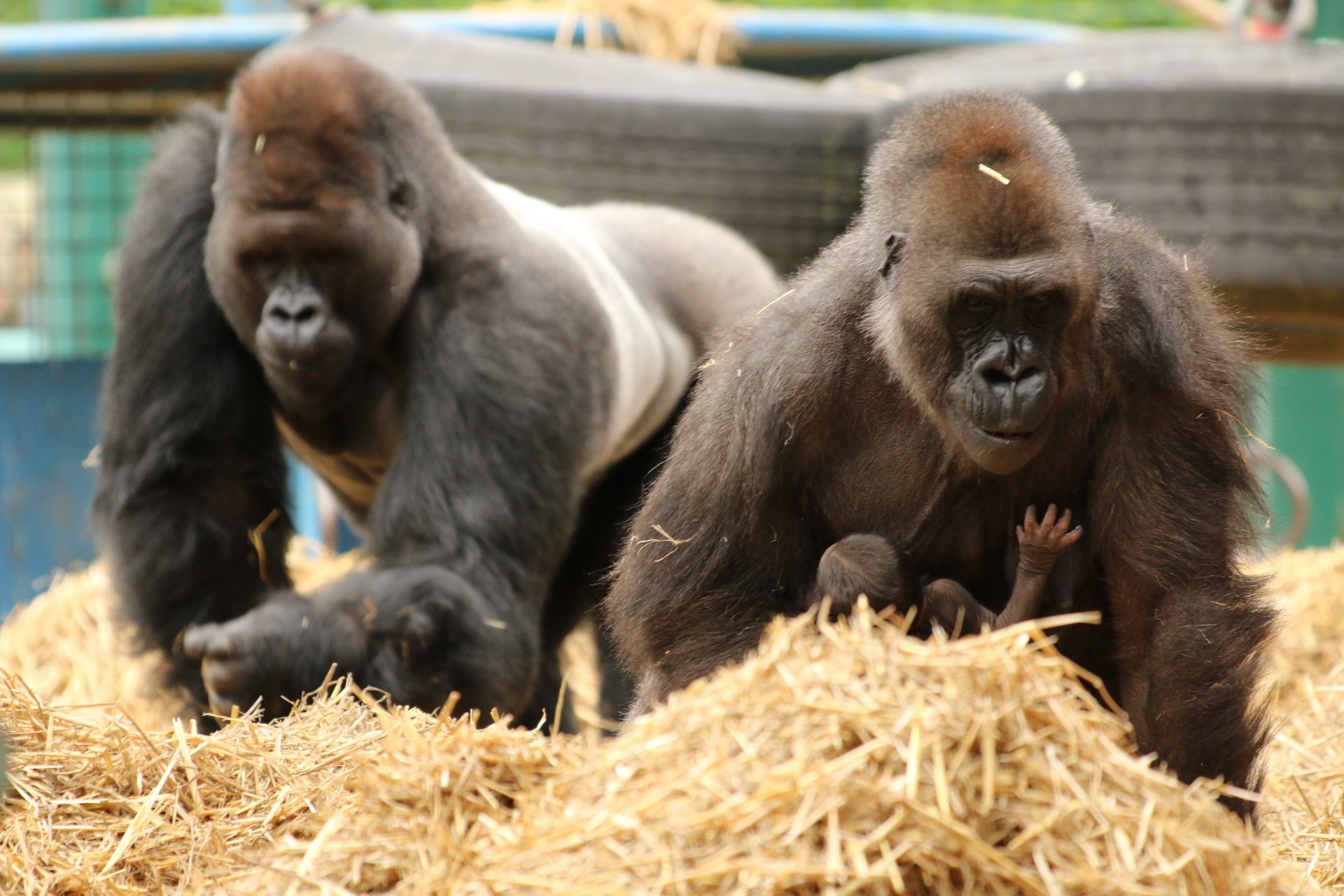 HOWLETTS WILD ANIMAL PARK 2