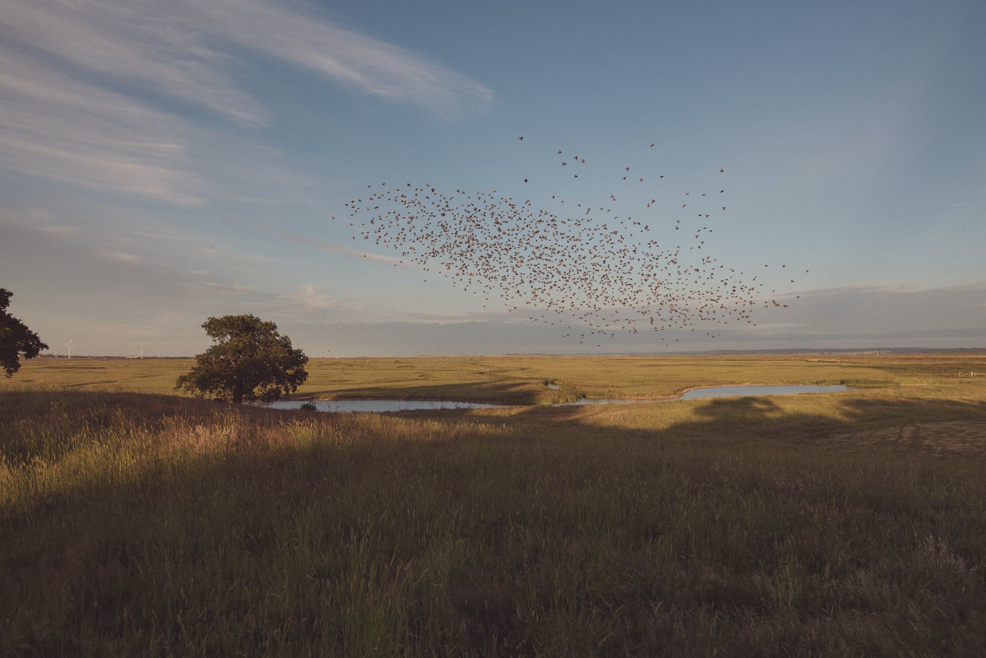 The Roost
