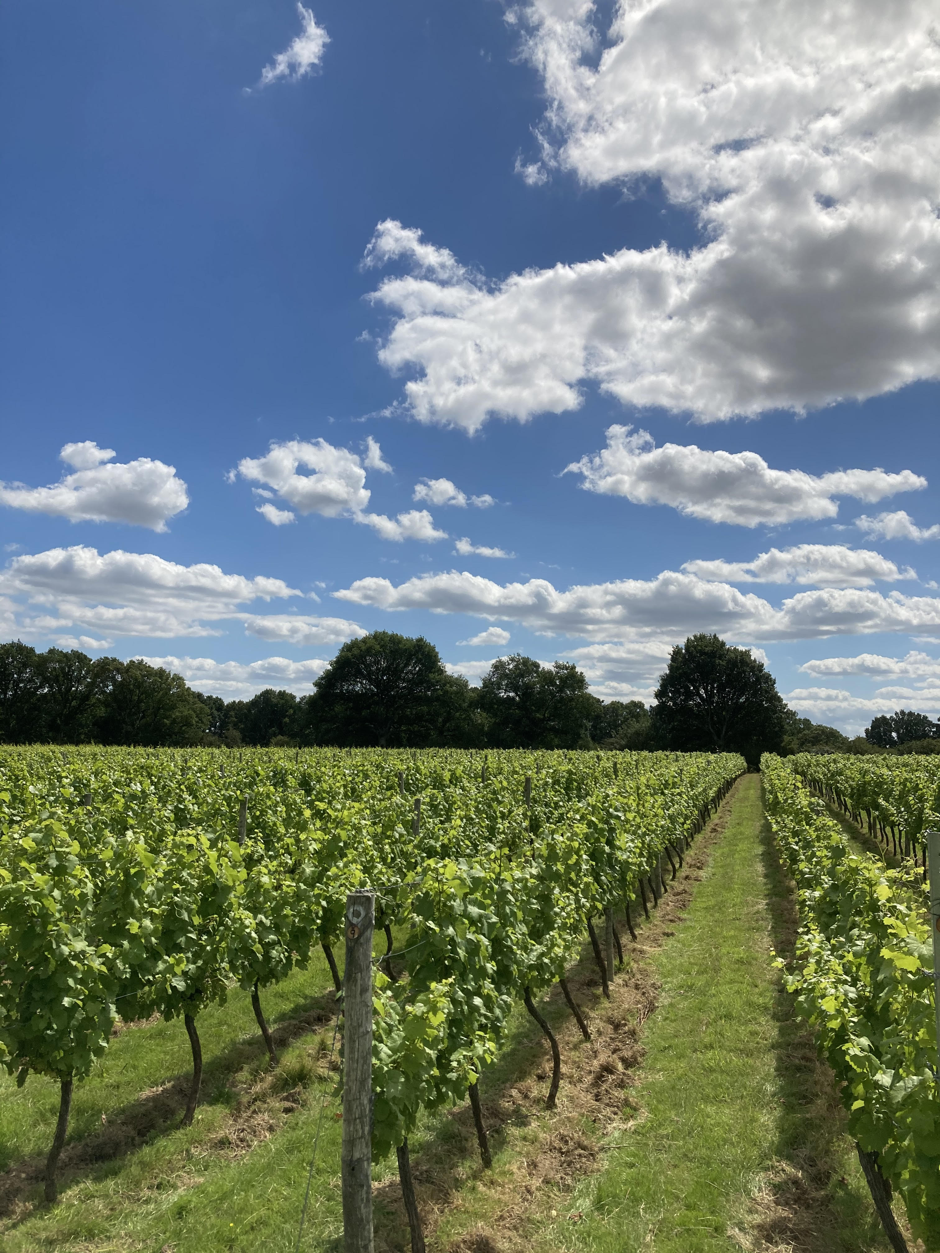 View Of Vines