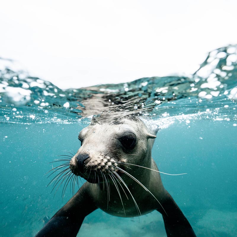 Seals 800X800