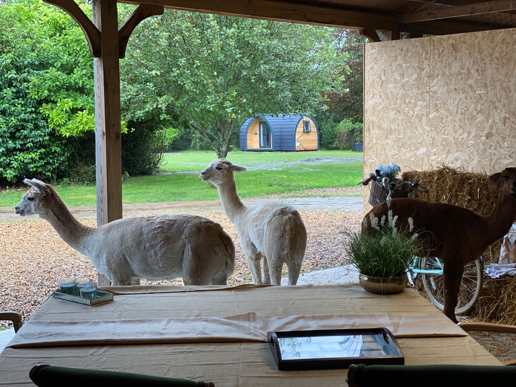 Glamping Pod Borden3