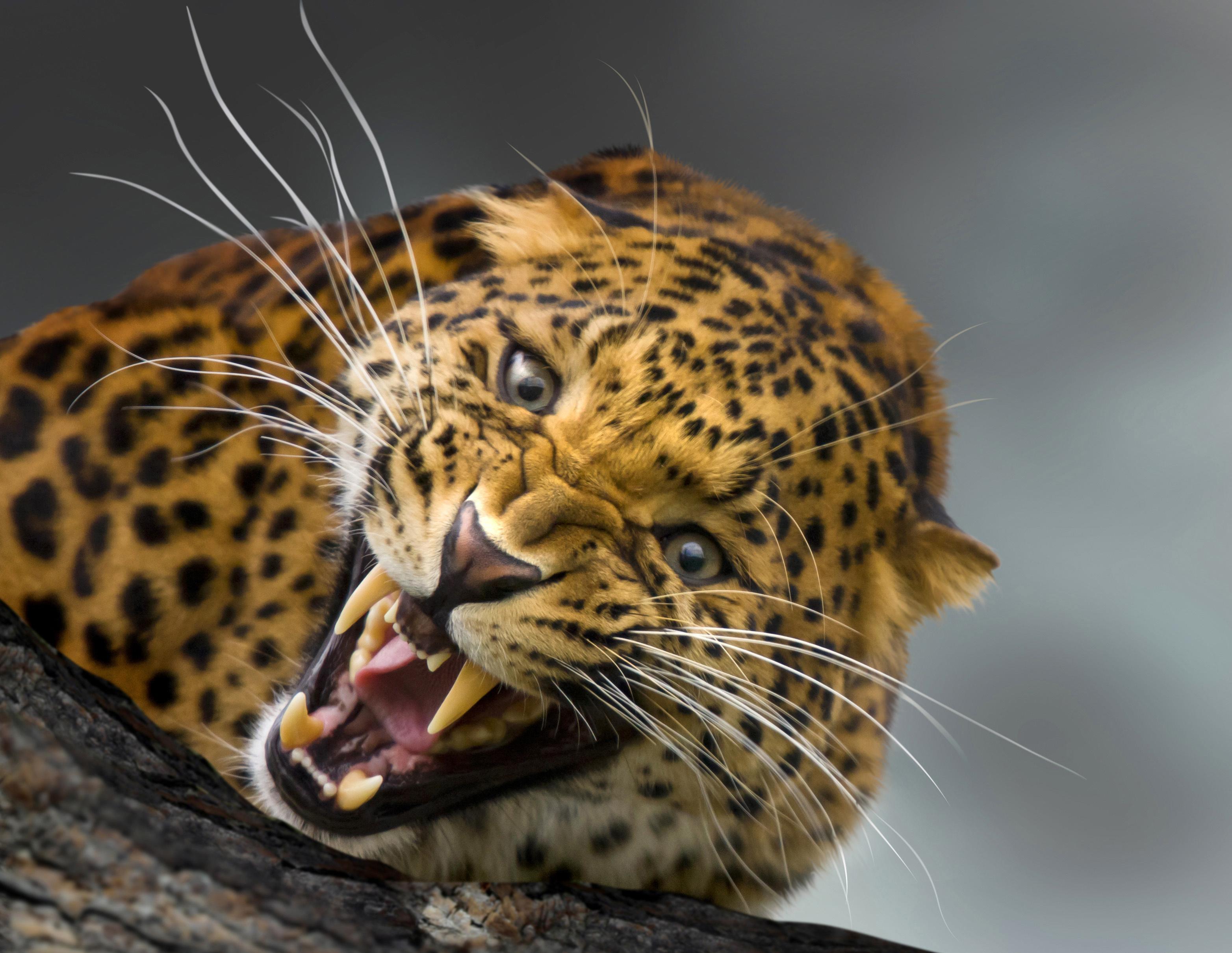 big-cat-sanctuary-2015.jpg