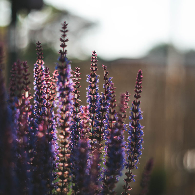 Gardens 800X800