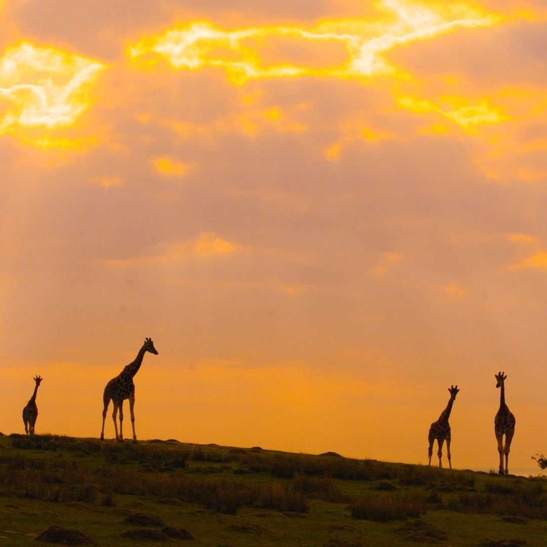 Port Lympne