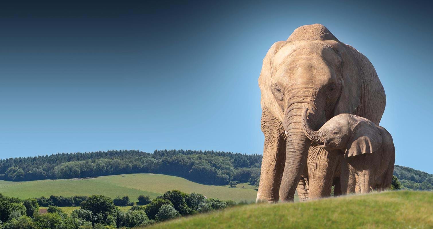 Howletts