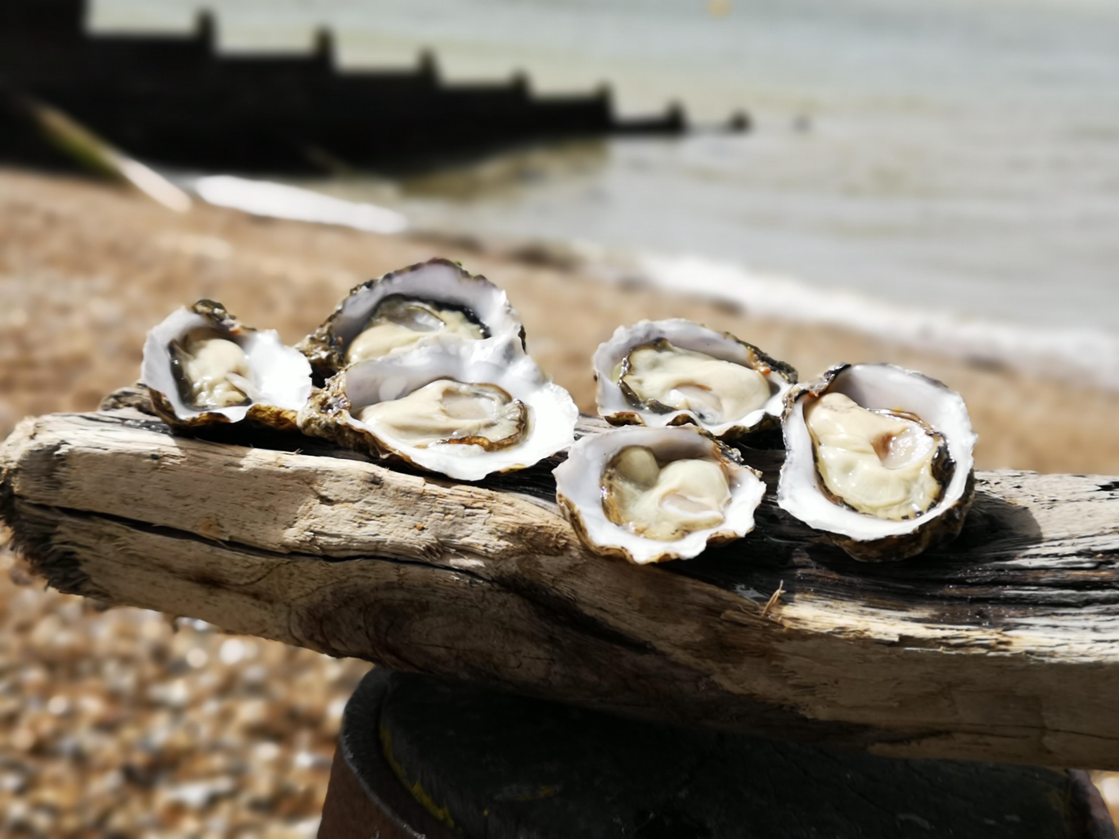 Oyster 4