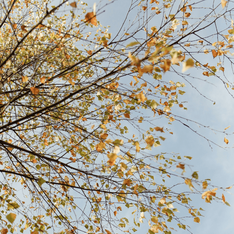 Medway Leaves